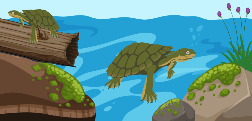 Turtles in our Rivers – Adventures at your place