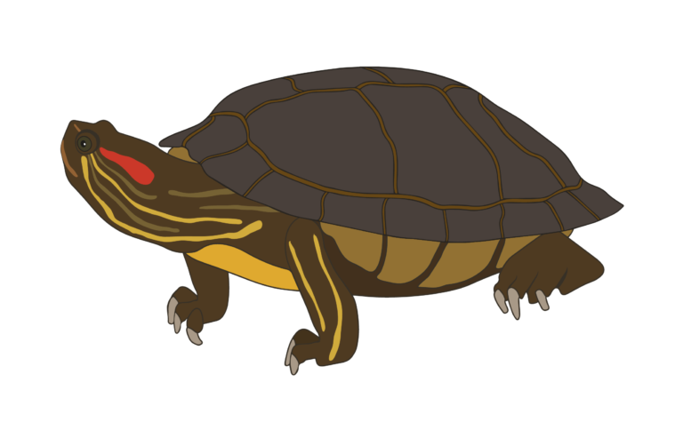 Turtles in our Rivers – Adventures at your place